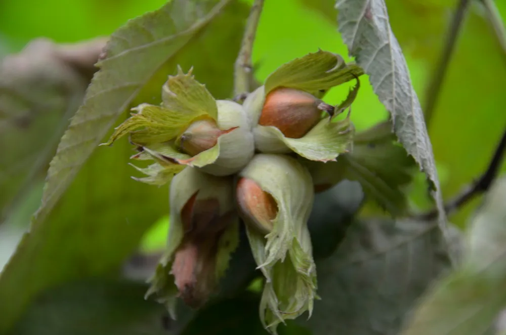 Kürtünlü Fındık Üreticileri Endişeli: Kokarca Geçti, Don Kaldı