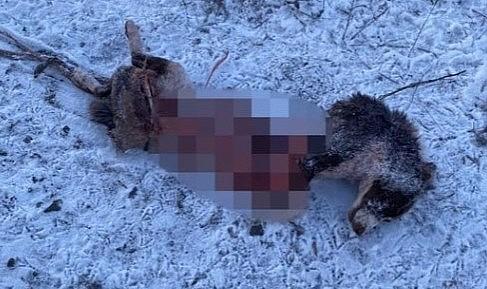 Aç kalan kurt sürüsü köye indi