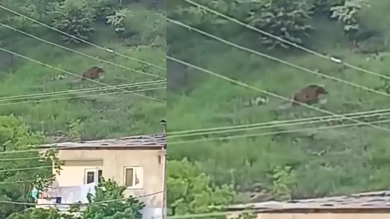 Kelkit’te Ayı Nöbeti