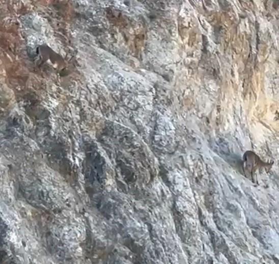 Gümüşhane’nin Dik Yamaçlarında Usta Tırmanıcılar Görüntülendi