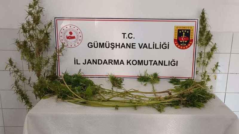 Jandarma’dan Şiran’da uyuşturucu operasyonu