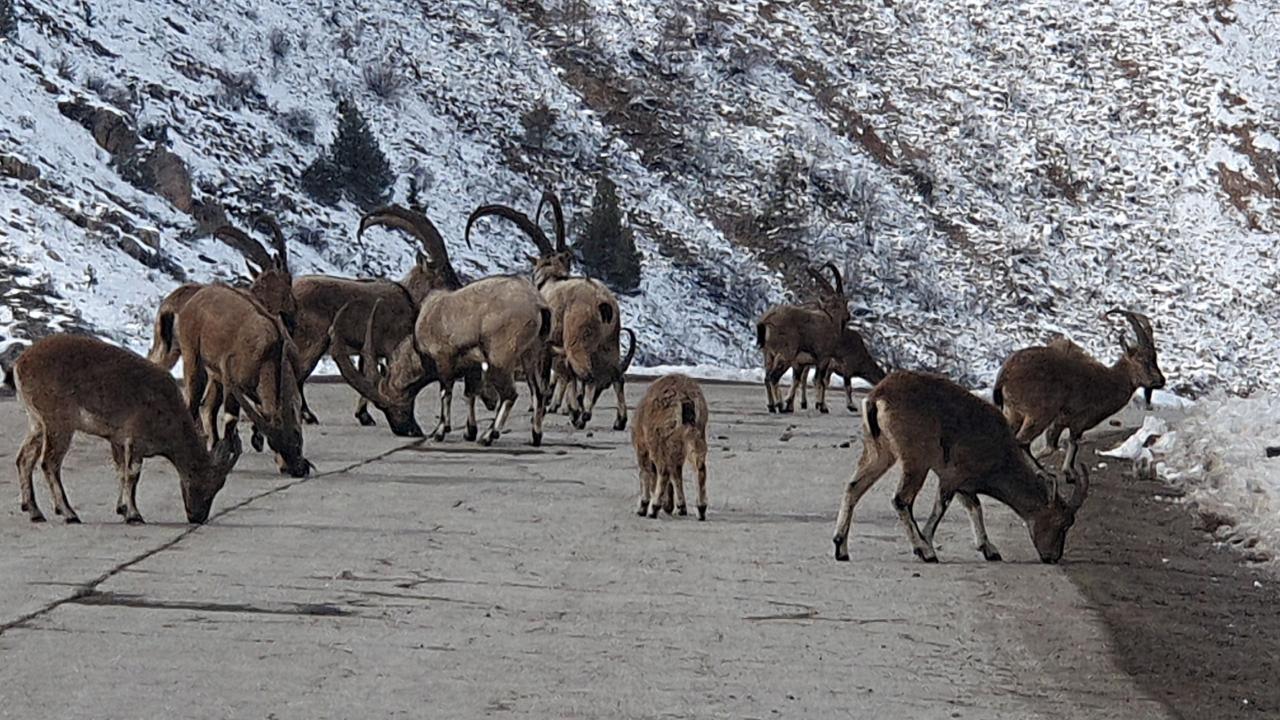 Gümüşhane’de yaban keçisi kalp masajıyla hayata döndü