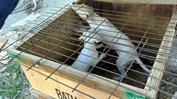 Yasaklı ırk köpek gezdiren şahsa 76 bin TL ceza