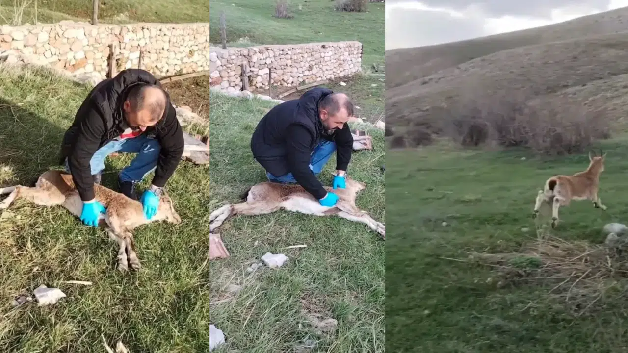 Gümüşhane’de yaban keçisi kalp masajıyla hayata döndü