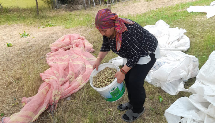 Kimi Pestil Köme’ye Kimi Pekmeze: Gümüşhane’de Dut Sezonu Başladı