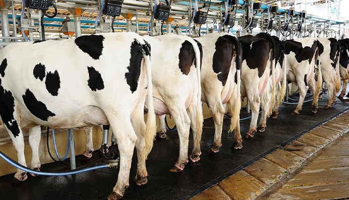 Yem Fiyatları Yüzde 17 Arttı, Çiğ Süt Sadece Yüzde 7: Üretici Yine Kaybetti