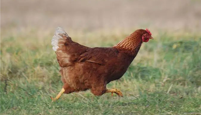 Tavuk Deyip Geçmeyin! Küçük Bir Hayvan, Büyük Bir Etki