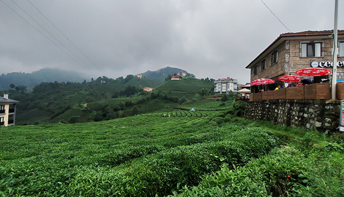 Karadeniz’de Çay Bahçeleri Turizmle Bütünleşiyor