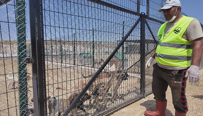 Sokak Hayvanları Bayburt Belediyesi’nin Güvencesinde