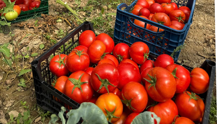 Uğurtaşı Köyünün Eşsiz Verimli Toprakları Bereket Fışkırıyor