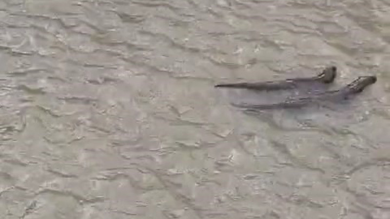 Su samurlarının Harşit Çayı’ndaki keyifli anları görüntülendi