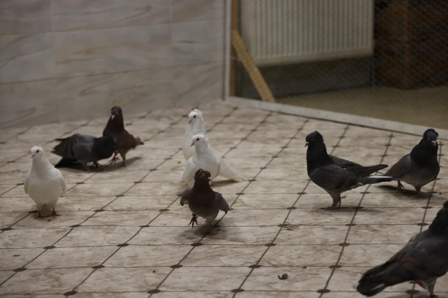 Kelkit’te Tepeli Güvercin Festivali 13. Kez Düzenlendi