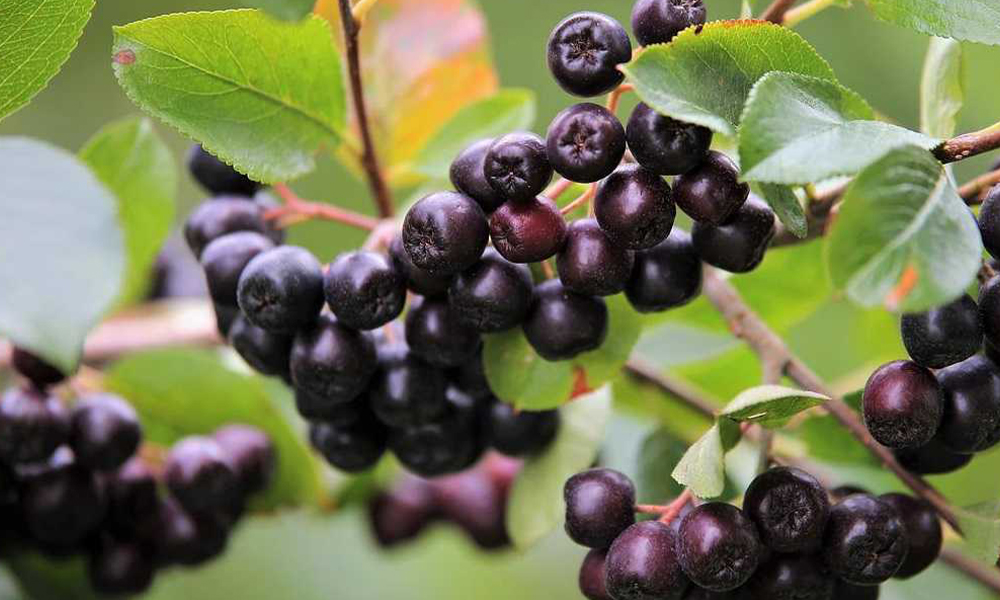 Kürtün’de Alternatif Tarım Hamlesi: 2026’da Aronya ve Salep Ön Planda