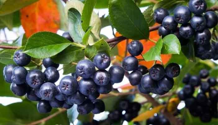 Kürtün’de Aronya Umut Veriyor: 2026 Hasat Hedefi 20 Ton