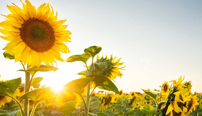 Ayçiçek ve Mısırözü Yağı Fabrikası İçin Geri Sayım