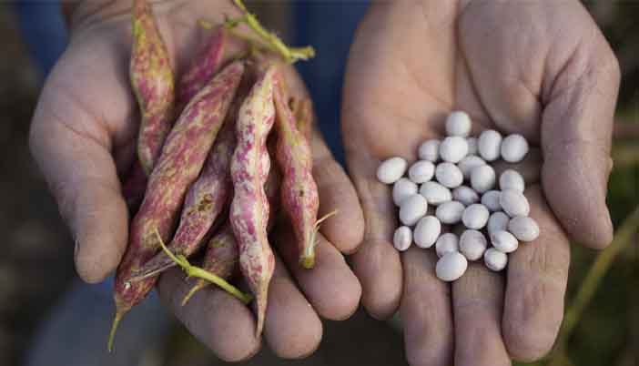 Gümüşhane Fasulyesi Alıcı Bekliyor: 500 Ton Ürün Depolarda