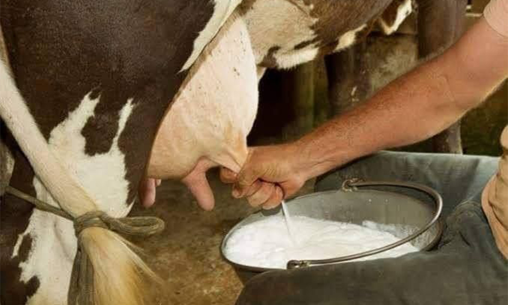 Şiran’da Tesis Kapandı, Gümüşhane’nin Sütü Trabzon’a Akıyor