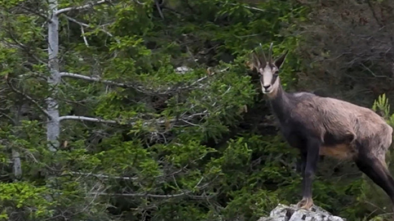 Çengel Boynuzlu Dağ Keçileri Gümüşhane’de Görüntülendi