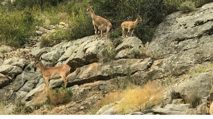 Gümüşhane’nin Dik Yamaçlarında Usta Tırmanıcılar Görüntülendi