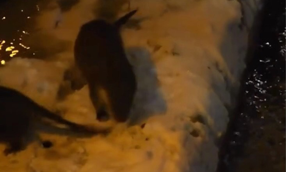 Harşit Çayı’nda Nesli Tehlike Altındaki Su Samurları Kameralara Yansıdı