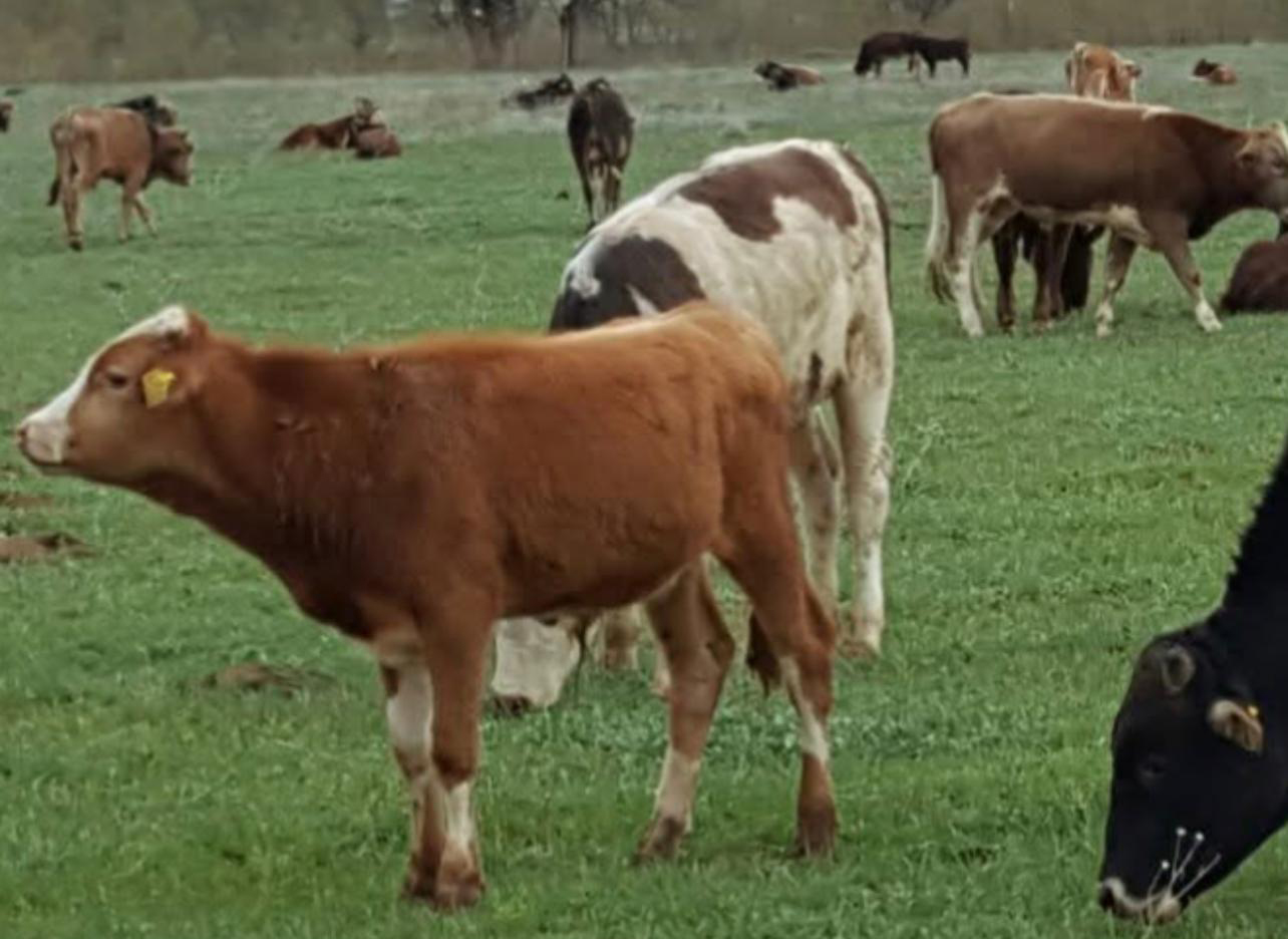 500 Bin İthal Sığır Tartışması: Gümüşhaneli Yetiştiriciler Ne Diyor?