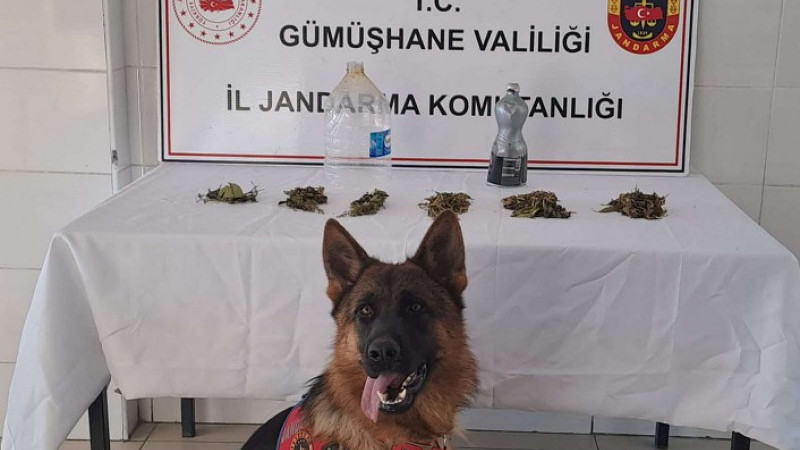 Jandarma’dan Şiran’da uyuşturucu operasyonu