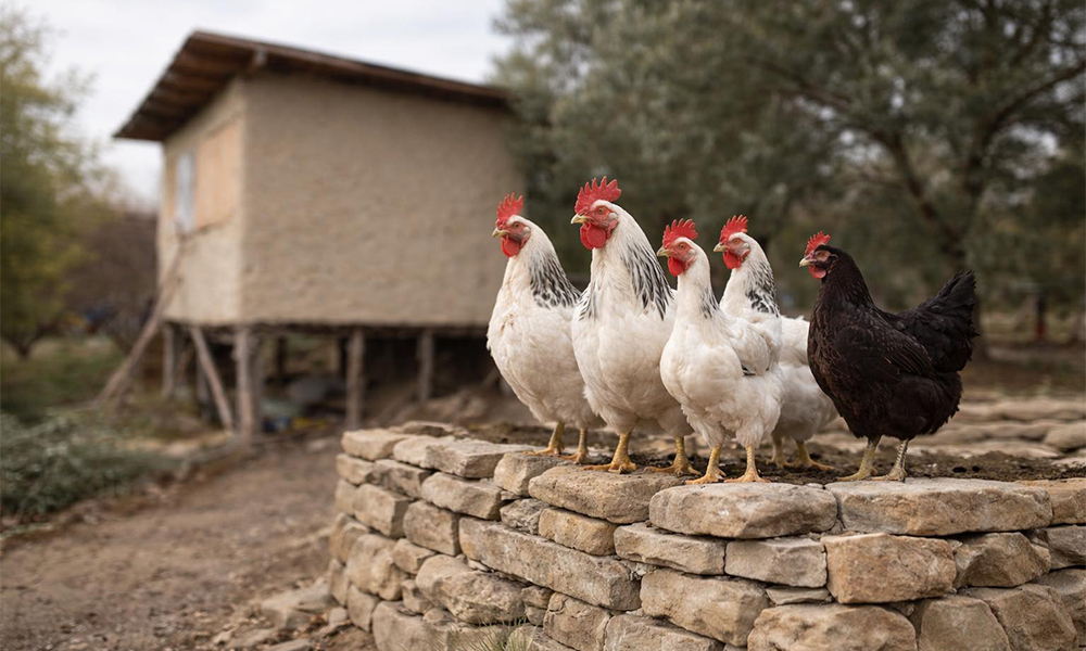 Hazır Olan Değil Doğru Olan Seçildi: Taşla Kurulan Yaşam İlgi Görüyor
