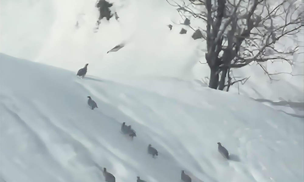 Keneyle Mücadelede Doğal Yöntem: Keklikler Kar Üzerinde Görüntülendi