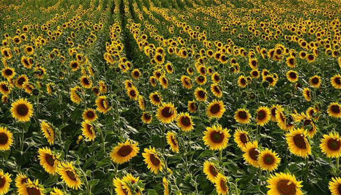 Kelkit’te Tarıma Dayalı Sanayi Hamlesi