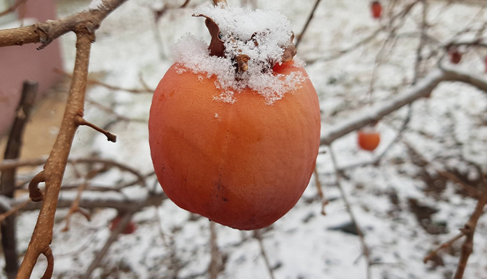 Kışın Sessiz Mücadelesi: Kuşlar İçin Ağaçlara Bırakılan Meyveler Hayat Kurtarıyor