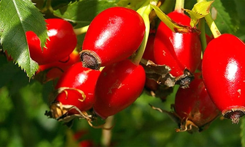 Halk İlacı Olarak Biliniyor, Bilim Destekliyor: Kuşburnunun Sağlığa Etkileri