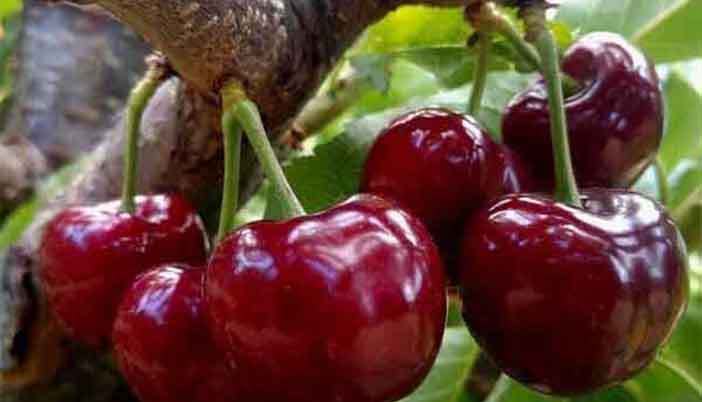 Torul’da Kiraz Bahçesi Projesine İlgi Artıyor