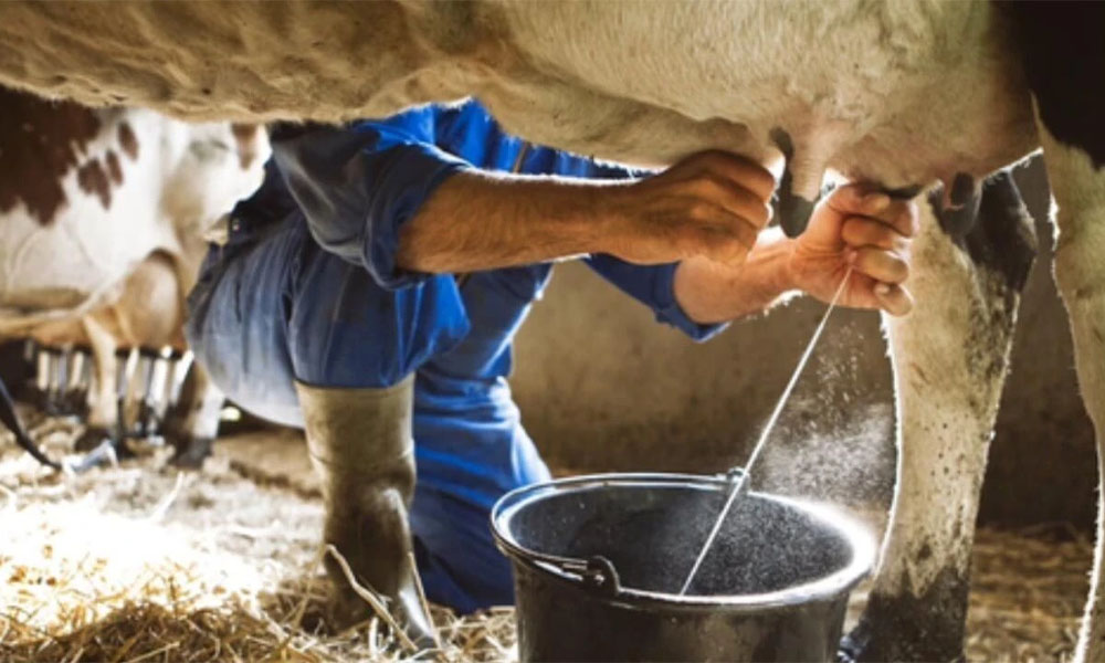 Yeşilbük’te Süt Fiyatları Tartışılıyor: 17.50 TL Üreticiyi Tatmin Ediyor mu?