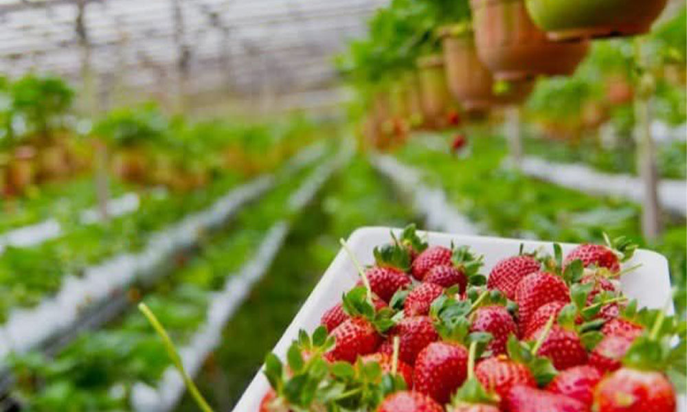 Çilek Üreticilerine Yüzde 50 Hibe Desteği: Son Başvuru 18 Mart 2026