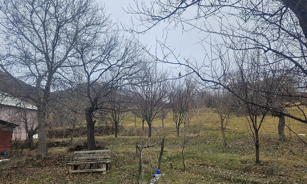 Sert Kışın Ardından Gümüşhane’deki Elma Ağaçları Umut Saçıyor