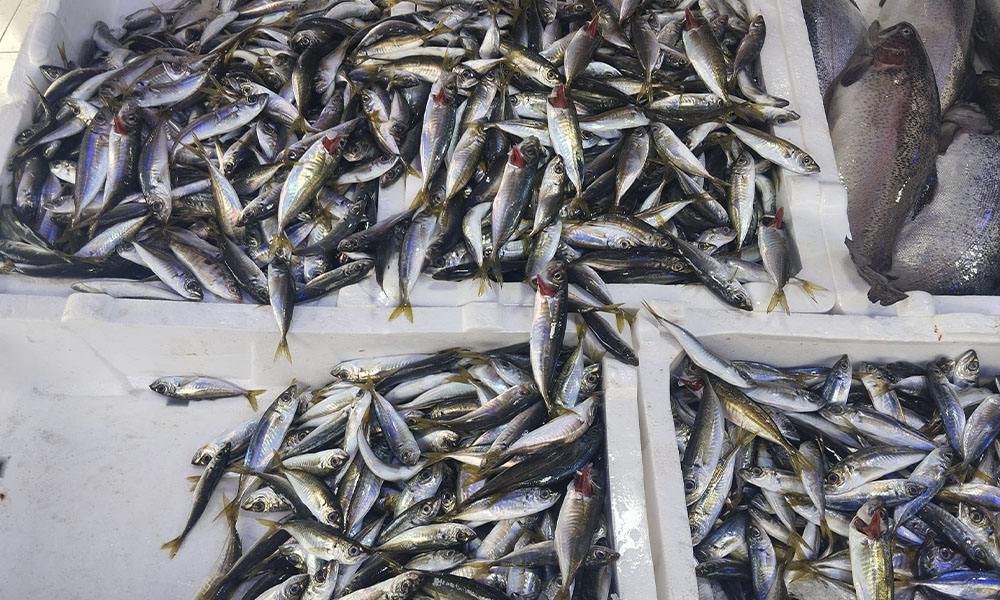 Gümüşhane’de Balık Satışları Durdu: Ramazan Ayında Tezgâhlar Boş Kaldı