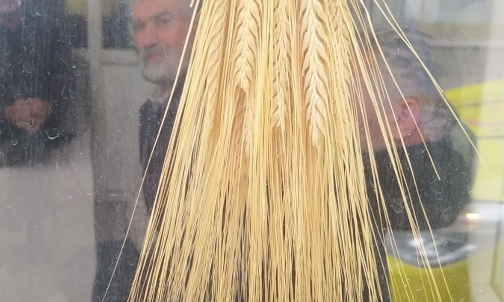 Kelkit’te Hayvancılığın Yeni Gözdesi: Üçlü Karışımlar