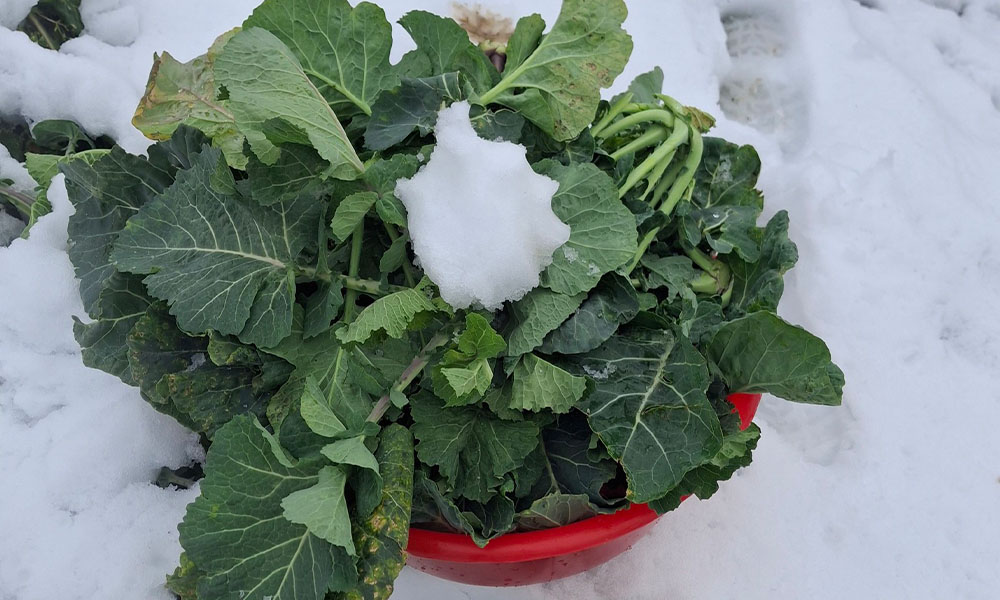 Yılların Listesi Tepki Çekmişti! Şimdi Herkes O Lezzetin Peşinde: Gümüşhane’de Karalahana Sezonu Açıldı