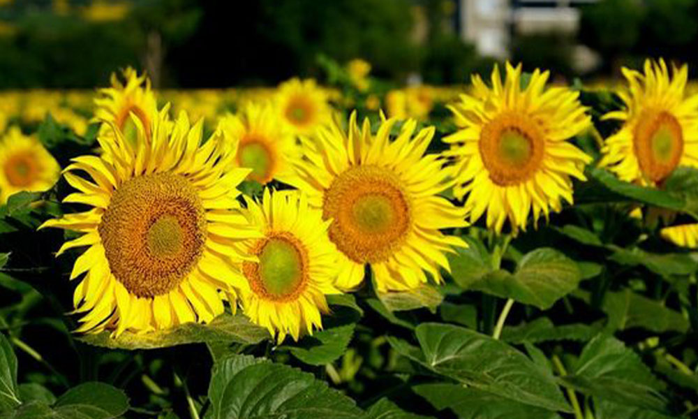 Kelkit’e Ayçiçek Yağı Fabrikası İçin Ankara ve Edirne Temasları Sürüyor