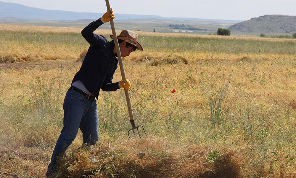 Kelkitli Çiftçiler Alternatif Ürüne Yöneldi: Yem Bitkisi Ekecekler