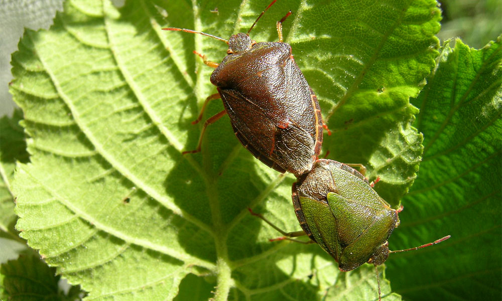 2026’da Kokarca Tehlikesi: Kürtün’e Dayandı, Gümüşhane Risk Altında mı?