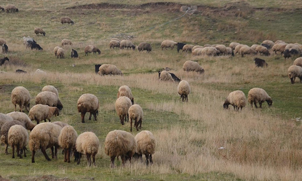Gümüşhane’ye 2.500 Küçükbaş Hayvan: 25 Aileye 100’er Hayvan Desteği