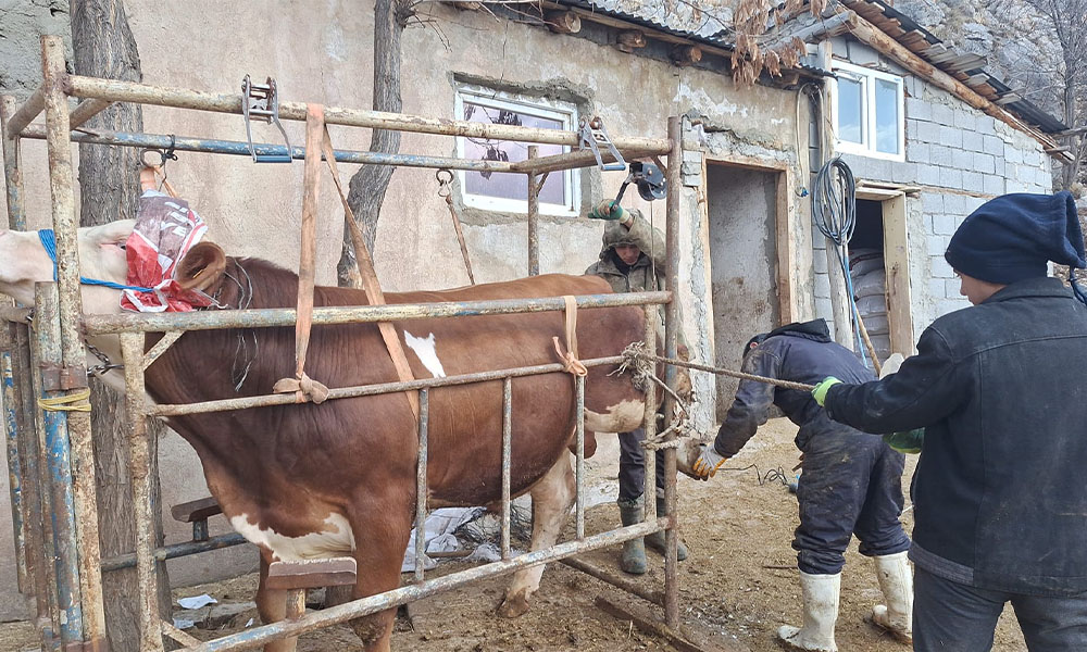 Kurban Hazırlığı Ramazan’da Başladı! “Et Fiyatları Kurbanlığı da Etkileyecek”