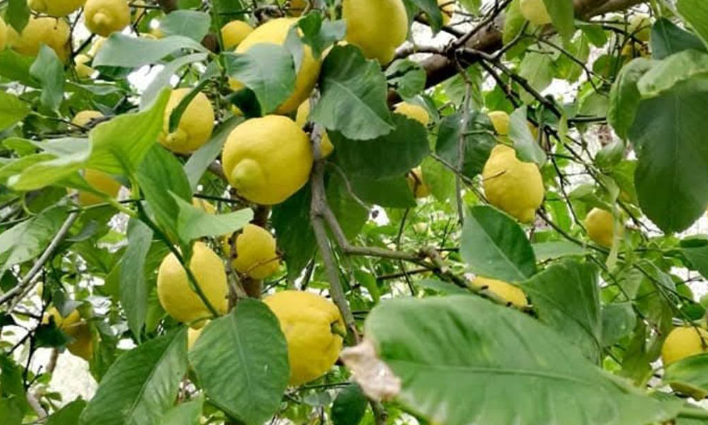 Limonun Bilinmeyen Hikâyesi: Sofralardaki Ekşi Tatın Genetik Yolculuğu