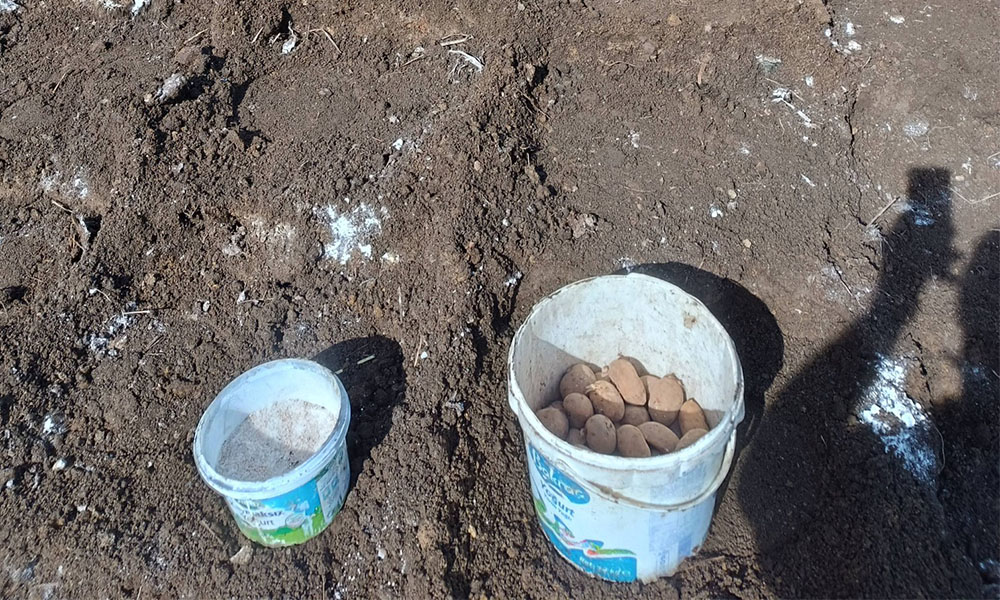 Patateste Dikim Zamanı: Sahil ve İç Kesim Arasında Fark