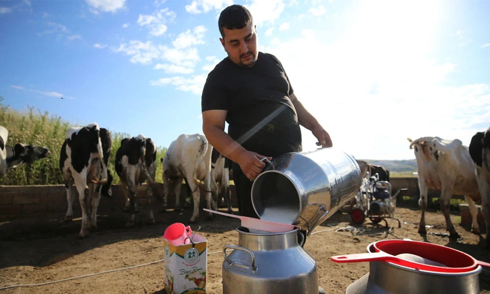 Yeşilbük Belediyesi’nden Süt Üreticilerine Destek: Günlük 700 Litre Süt Toplanıyor