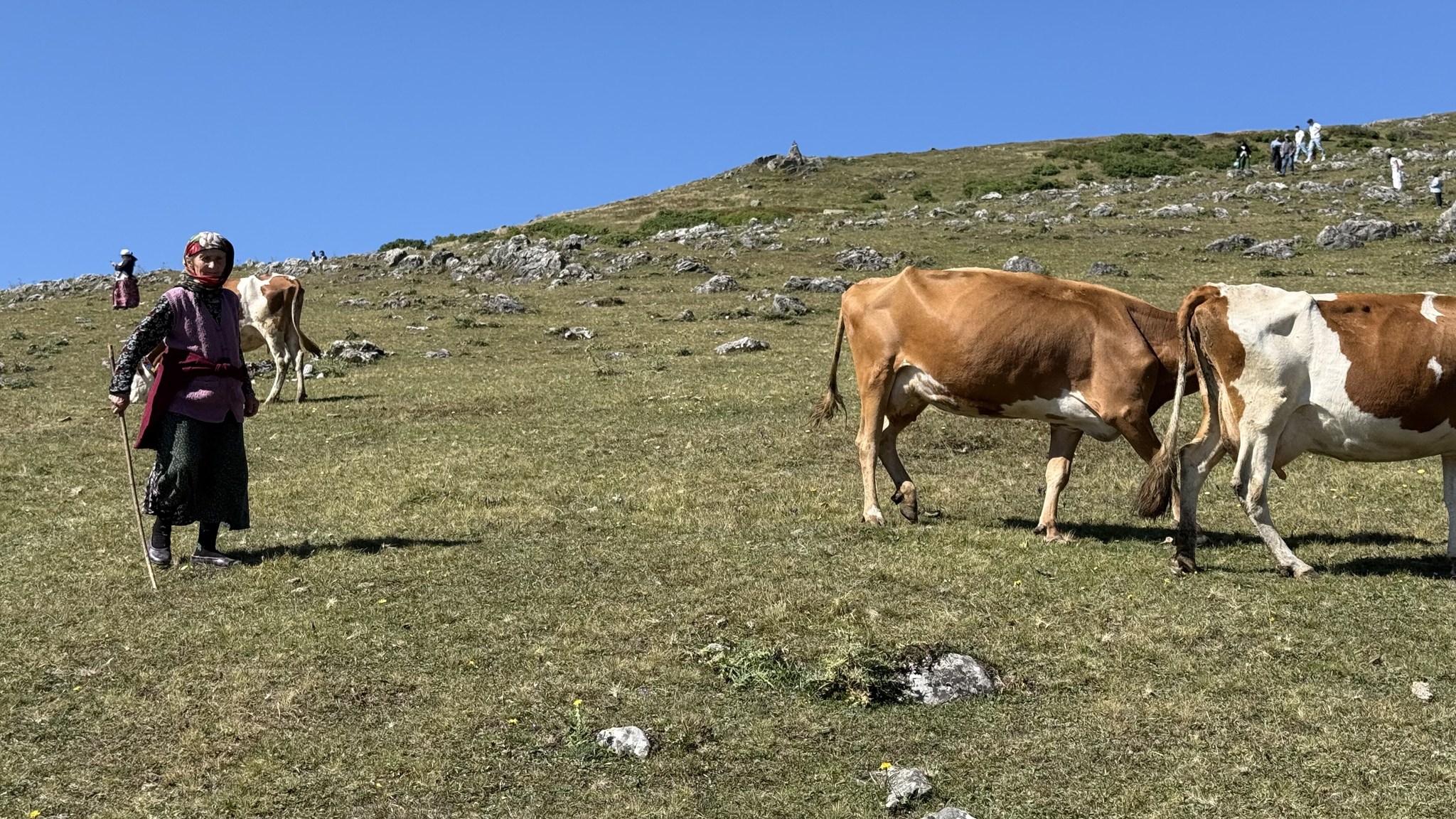 Gümüşhane’de Hayvancılık Çöküşte: Göç, Meraları Sessizliğe Gömdü