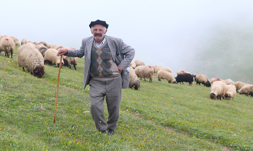 Gümüşhane Yaylalarında Çoban Krizi: Mesleğin Son Temsilcileri Aranıyor