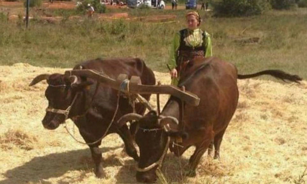 Geven Taşları Sessizliğe Büründü: Gümüşhane’de Harman Kültürü Traktöre Yenik Düştü