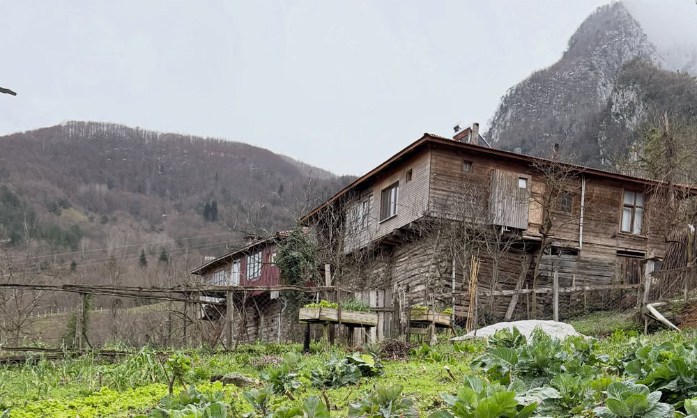 Bir Karadeniz Klasiği: Tarlada Lahana, Sedir Evler ve Arkada Dağlar